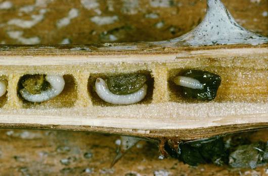 Die Brut der Gewöhnlichen Keulhornbiene entwickelt sich in einem alten Brombeerzweig